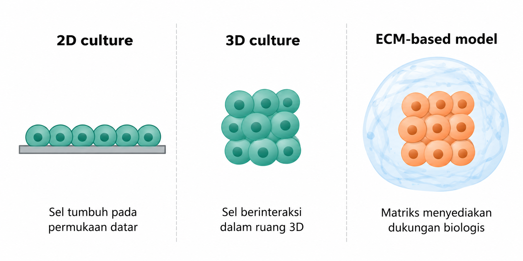 Ilustrasi konseptual kultur 2D, kultur 3D, dan model berbasis ECM