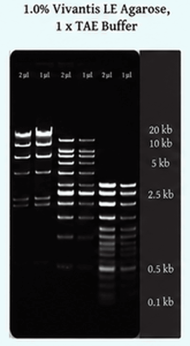 Gambar hasil running resmi Vivantis pada 1.0% LE Agarose dalam 1X TAE Buffer